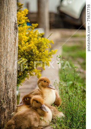 Little ducklings, pets . Little ducklings, pets . 75637736