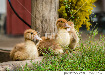 Little ducklings, pets . Little ducklings, pets . 75637737