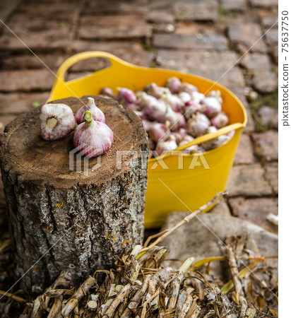 Head of garlic close-up 75637750