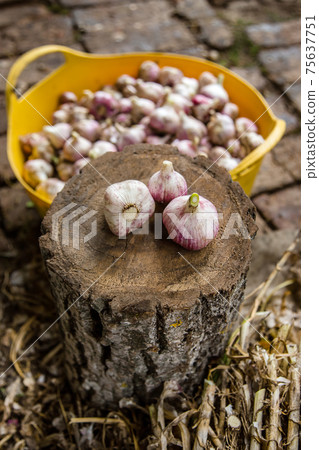 Head of garlic close-up 75637751