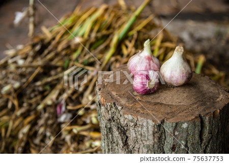 Head of garlic close-up 75637753