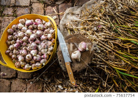 Head of garlic close-up 75637754