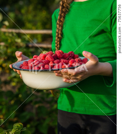 Girl picks raspberry in fruit garden into bowl Girl picks raspberry in fruit garden into bowl 75637756