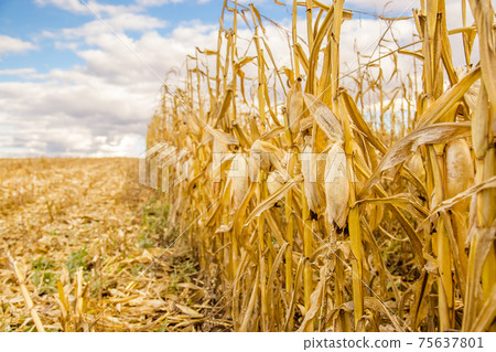 agricultural field with corn agricultural field with corn 75637801