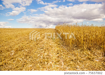 agricultural field with corn agricultural field with corn 75637802