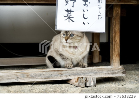 Domestic cat Domestic cat 75638229