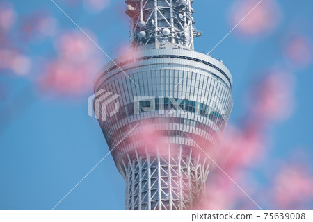 Spring Tokyo scenery Sky Tree and cherry blossoms 75639008
