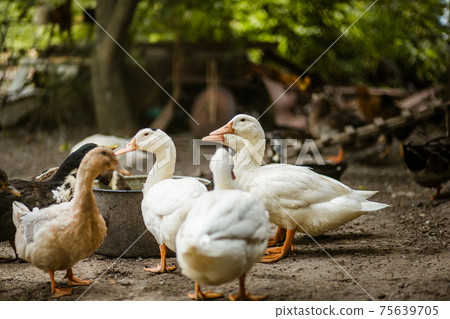 Ducks in the farmyard. Ducks in the farmyard. 75639705