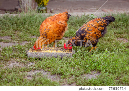 A little hen in the farmyard yard. A little hen in the farmyard yard. 75639714