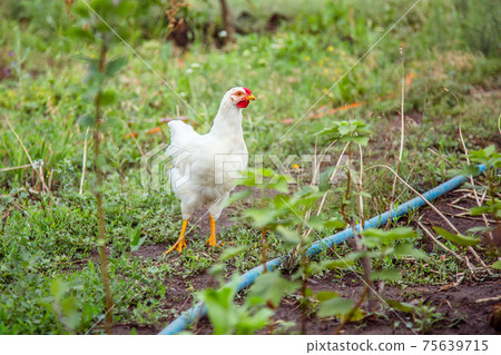 A little hen in the farmyard yard. A little hen in the farmyard yard. 75639715
