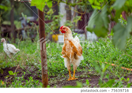 A little hen in the farmyard yard. A little hen in the farmyard yard. 75639716