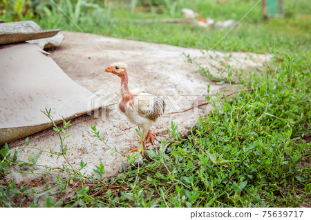 A little hen in the farmyard yard. A little hen in the farmyard yard. 75639717