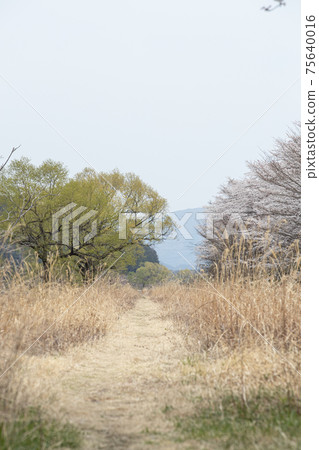 A walking path where you can feel the cherry blossoms and fresh greenery 75640016