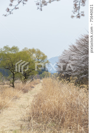 可以感受到櫻花和新鮮綠葉的人行道 75640021