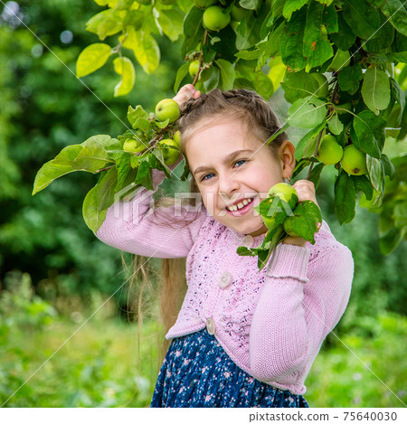 Cute little girl picking apples 75640030