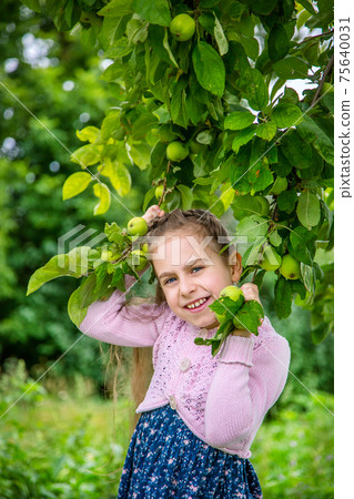 Cute little girl picking apples Cute little girl picking apples 75640031