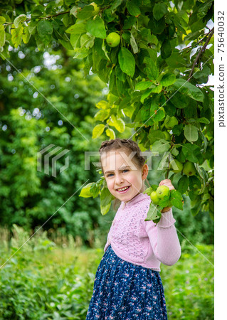 Cute little girl picking apples 75640032