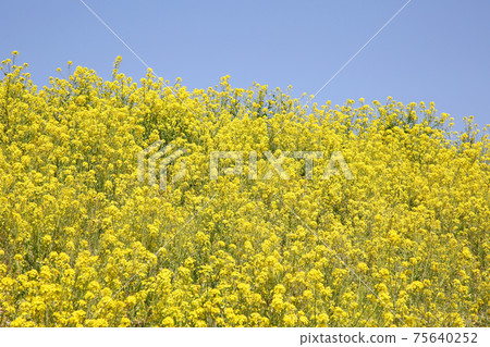 Rape blossoms 75640252