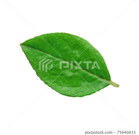 Blueberry green leaves. Bilberry leaf isolated. 75640833