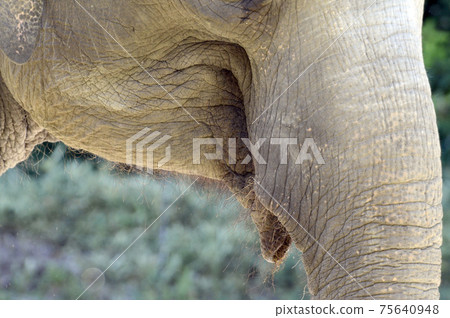 Elephant's mouth Elephant's mouth 75640948