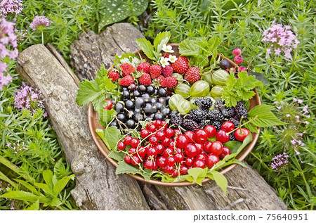 Mixed berry fruits 75640951