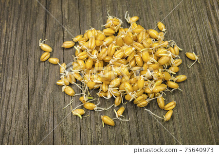 Sprouted wheat seeds 75640973