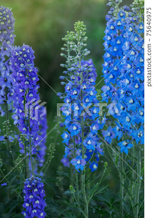 Delphinium blue. Larkspur flowers Delphinium blue. Larkspur flowers 75640975