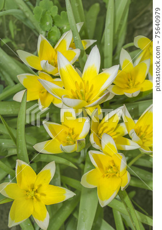 Yellow tulip blooming Yellow tulip blooming 75640979
