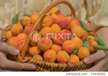 Apricots in basket Apricots in basket 75640980