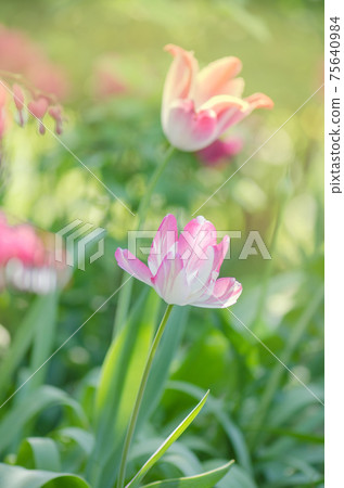 Pink beautiful parrot tulip flowers in garden 75640984
