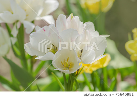 Tulip Weisse Berliner 75640991