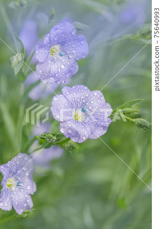 Flax blue flowers close up. Blue flax or lint 75640993