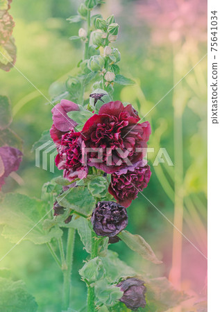 Terry mallow red garden plant 75641034