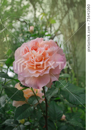 Beautiful orange rose. Flower petals with wavy edges 75641060