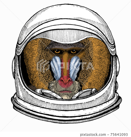Baboon, monkey, ape. Vector portrait of wild animal. Astronaut animal. Vector portrait. Cosmos and Spaceman. Space illustration about travel to the moon. Funny science hand drawn illustration. 75641093