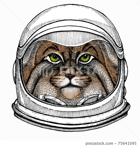 Pallass cat. Vector portrait, wild cat head, wild cat face. Astronaut animal. Vector portrait. Cosmos and Spaceman. Space illustration about travel to the moon. Funny science hand drawn illustration. Pallass cat. Vector portrait, wild cat head, wild cat face. Astronaut animal. Vector portrait. Cosmos and Spaceman. Space illustration about travel to the moon. Funny science hand drawn illustration. 75641095