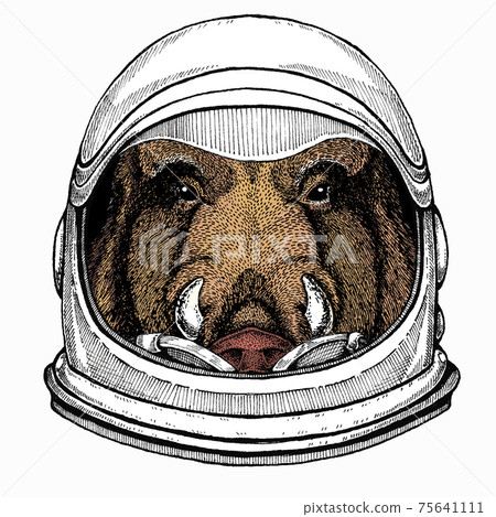 Wild boar, hog, pig. Animal head, portrait. Astronaut animal. Vector portrait. Cosmos and Spaceman. Space illustration about travel to the moon. Funny science hand drawn illustration. 75641111