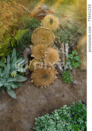Original unusual decor with dry sunflowers in the flowers garden 75641258