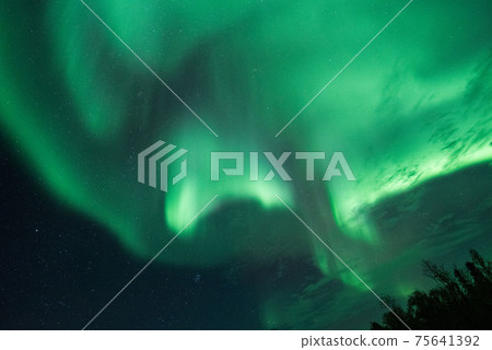 Aurora in the forest Aurora in the forest 75641392