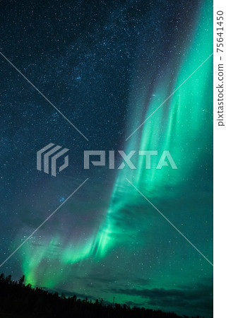 Aurora in the forest Aurora in the forest 75641450