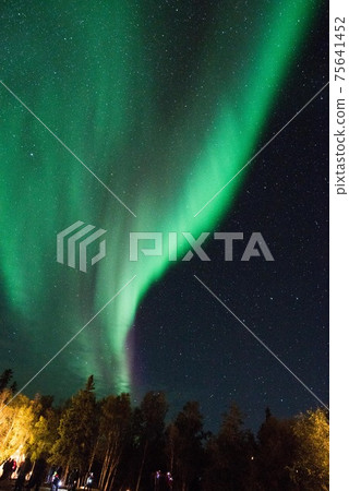 Aurora in the forest 75641452