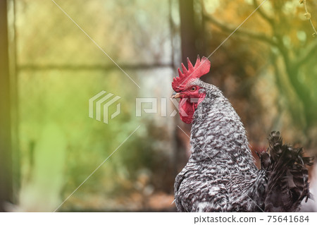 Pockmarked rooster bird close up Pockmarked rooster bird close up 75641684