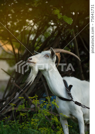 Curious goat in village. Ukrainian country life 75641731