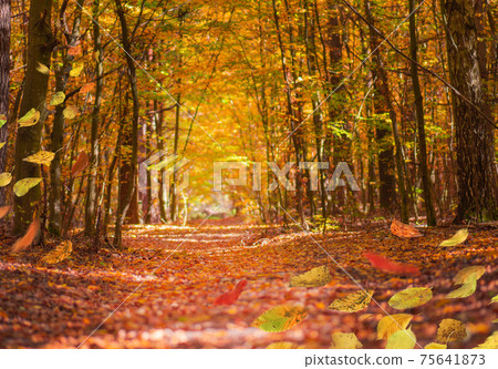 Autumn leaves falling. Beautiful autumn colour leaf background 75641873