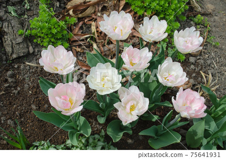 Beautiful double soft pink tulip Mariage Beautiful double soft pink tulip Mariage 75641931