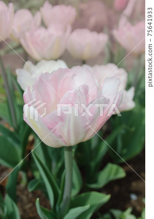 Beautiful double pink tulip. Pink early flowering double tulip Beautiful double pink tulip. Pink early flowering double tulip 75641933