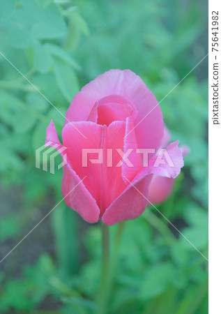 Pink tulip in garden. Fresh pink tulips Pink tulip in garden. Fresh pink tulips 75641982