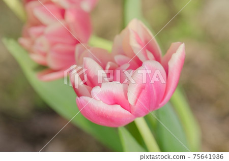 Red and white bicolour tulip Wirosa. Red tulip and creamy edge Red and white bicolour tulip Wirosa. Red tulip and creamy edge 75641986