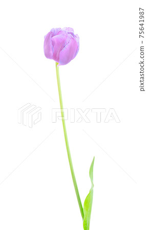 Fresh purple tulip isolated on white Fresh purple tulip isolated on white 75641987