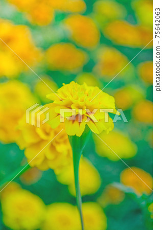 Double crested lemon yellow marigold flowers. Double crested lemon yellow marigold flowers. 75642063